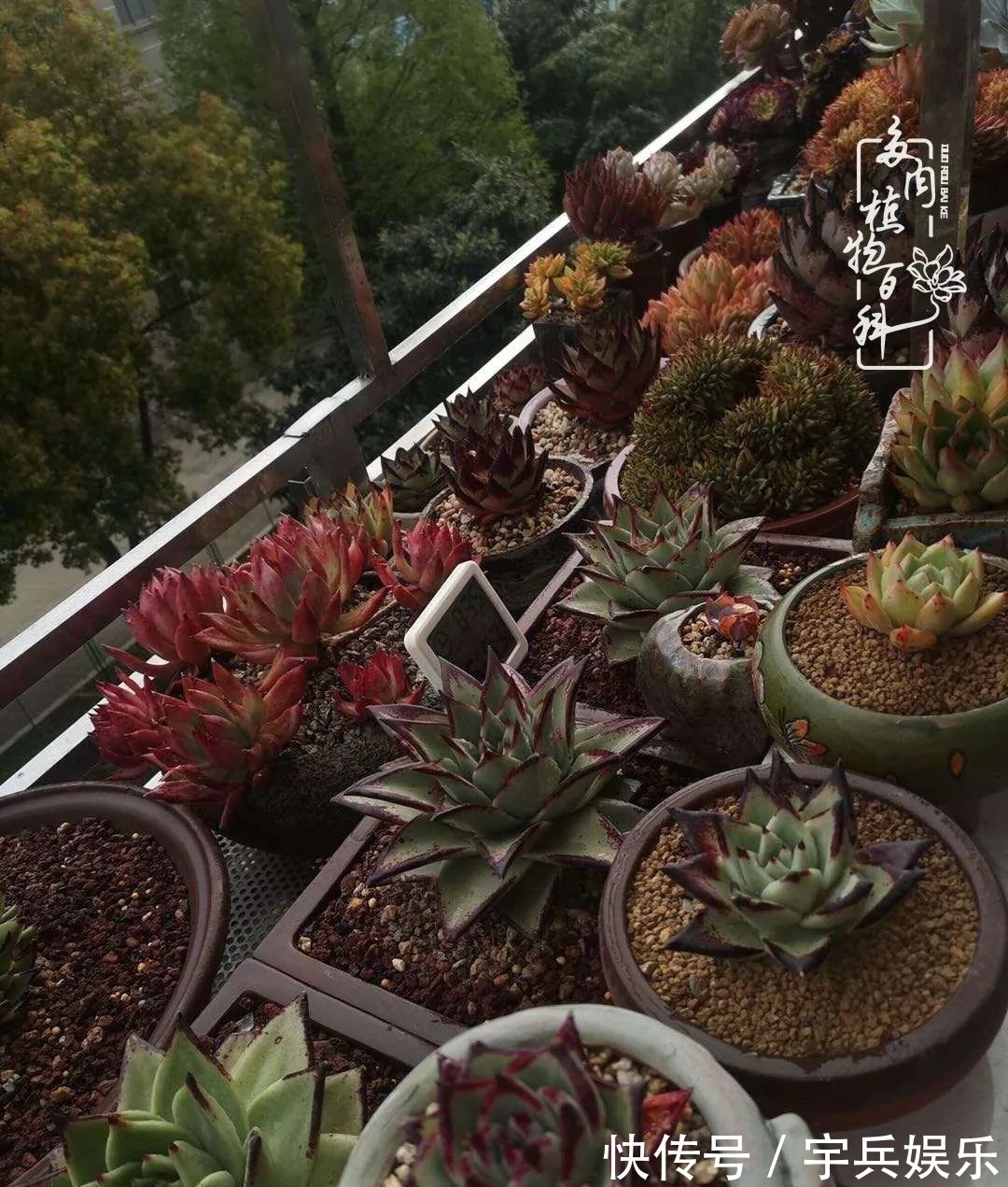 多肉植物|养多肉三年多九万里悟道，终归诗酒田园！