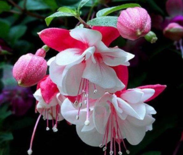 最受欢迎的4种花，养在客厅超美的养护简单，花朵漂亮