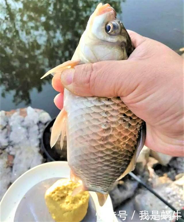 味型|夏季高温鲫鱼难钓搞懂其中奥妙，夏季野钓不难爆护