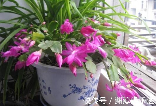 想让蟹爪兰“开完还开”,就浇“1种水”,20天就见效!