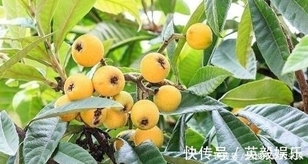 枇杷膏|农村这样一种宝贝树,全身上下都是宝,连中医都对它爱不释手