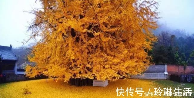 苍劲|这3种盆景可以养成传家宝,再穷也要养,越老越值钱!