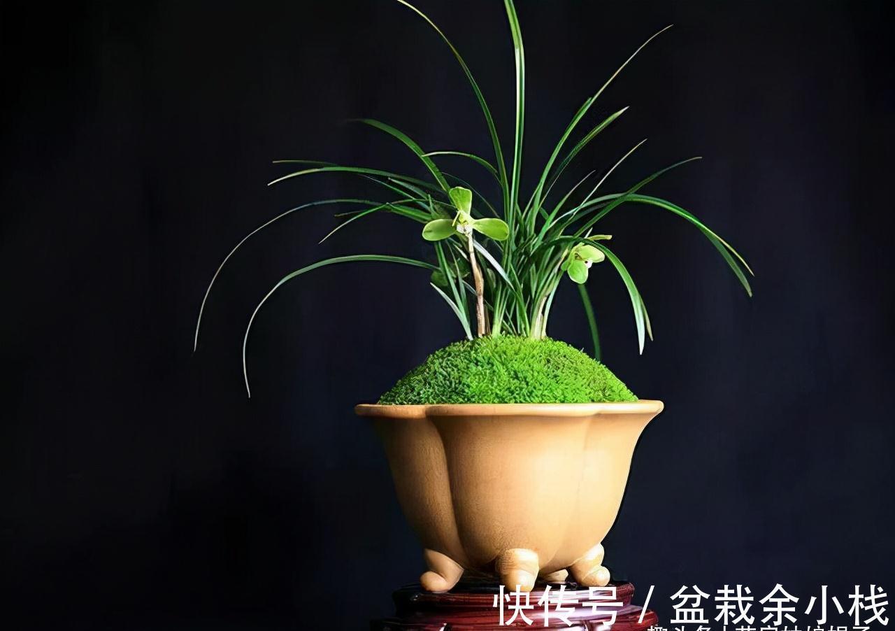 这种草是蕨类植物，能给兰花铺面，好看好养益处多，比苔藓还好用