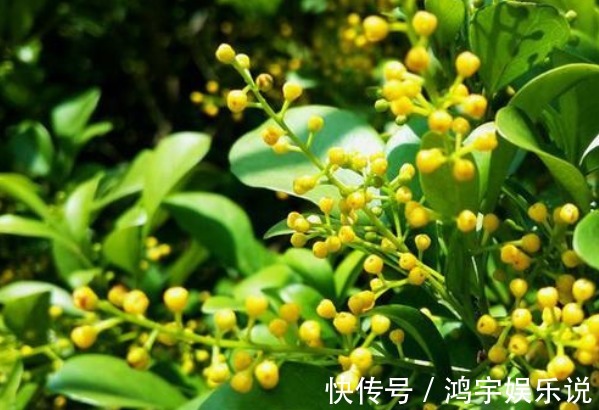 开花植物没香味关键原因有2点，给它做充足，只要开花满屋飘香