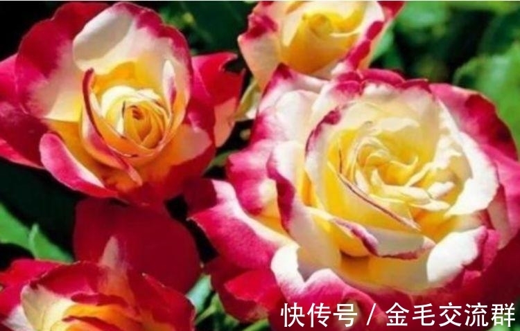 沙漠玫瑰|养花就养个花期长的,花大色艳,天气越热,开花越美