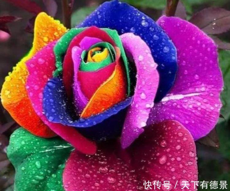 4种花养家里,福旺运旺财更旺,来年花开满园,香飘10层楼