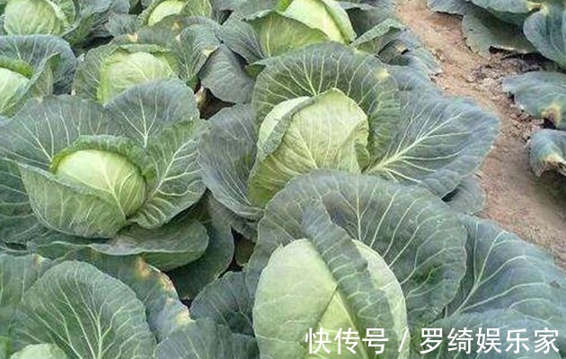 抗衰老|包菜抗衰老、强身壮骨，如何收获高产的包菜，农民种植只需五点