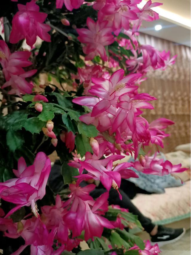 扦插|9种花不用花钱买，掐根枝条插土里，2周即可生根，好养易成活