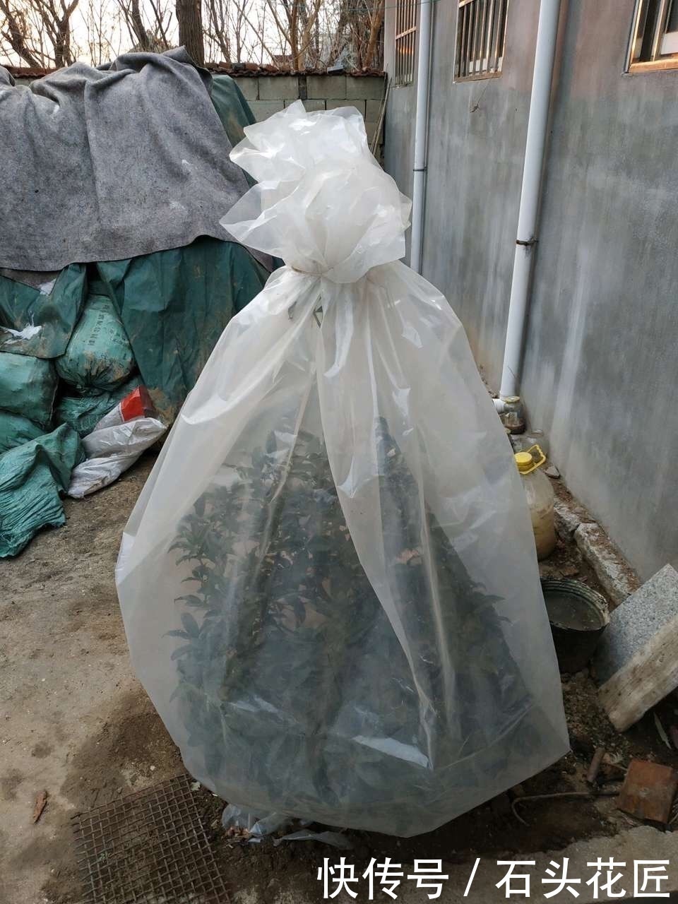 修剪|家里有5种花,12月之前要“动剪刀”,舍得剪、花量翻倍