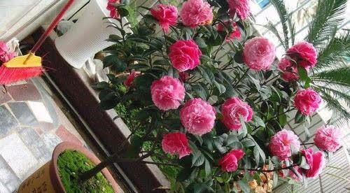 开春了,给茶花喂勺黑绿水,浇几次后猛长新芽,大花一朵接一朵!