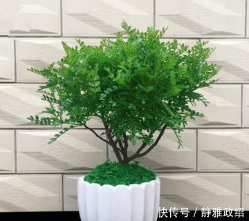 叶片|快扔掉家中发财树,真正好看还能净化空气的是这几种,高级又漂亮