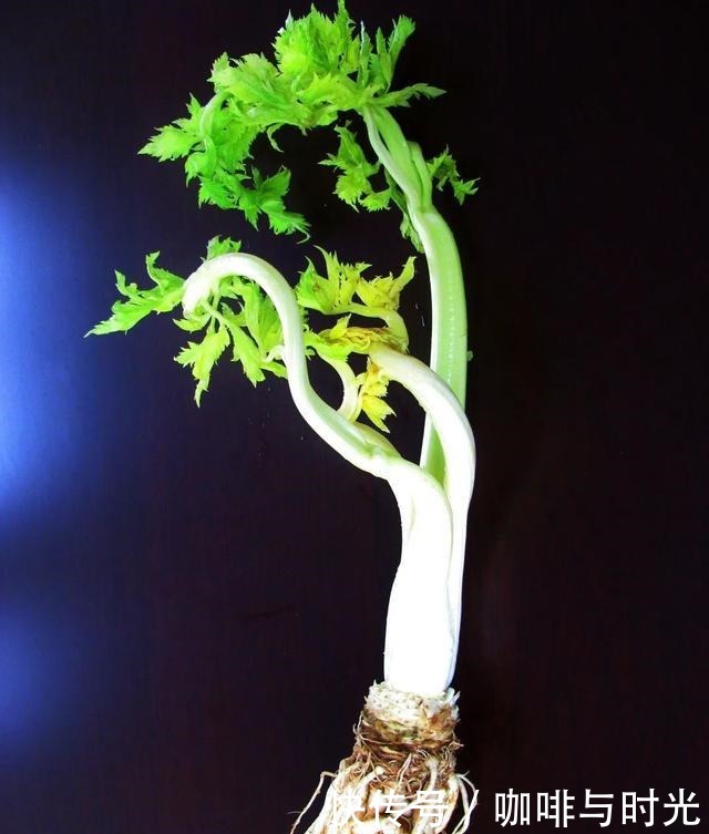 舌尖上的河南之新乡封丘来了!