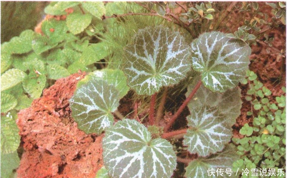 叶子像猫耳朵,名字更霸气,殊不知价值很高,如今到处抢着挖