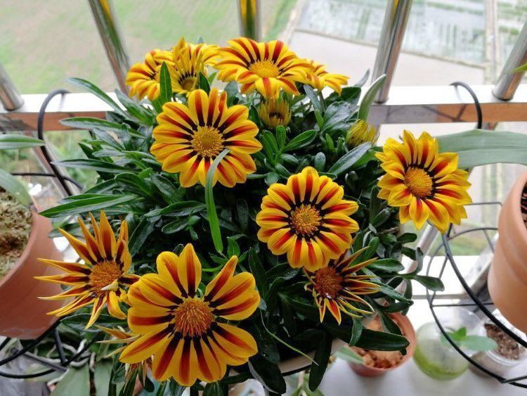 最容易开爆盆的花朵,并且超级好养,开花勤又爆盆,花开美艳动人