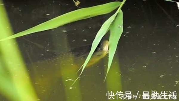 枯水期|夏季适合钓草鱼，钓点选择是前提，钓位这样选择，草鱼连竿上