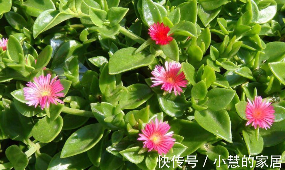 秋天养花选“三七”正合适,新人盆栽,给点水根茎叶长疯了