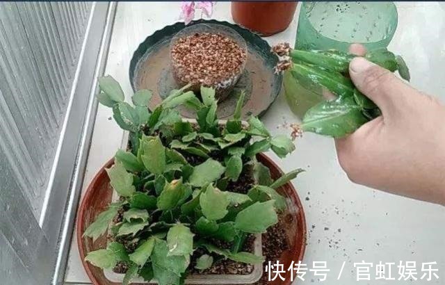 叶片|扦插蟹爪兰需注意“2个关键点”,成活率高,关键是方法简单实用