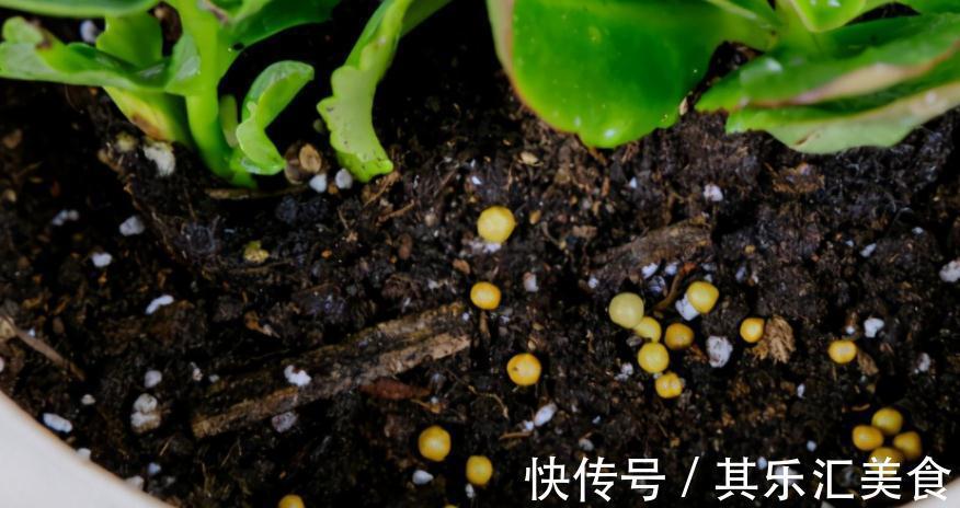 建议园艺新人：用这3种肥养花，万万不要弄错方法