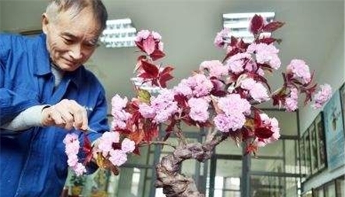 乾隆送给魏璎珞的通草花,全国仅一位80岁老人会做,技艺面临失传