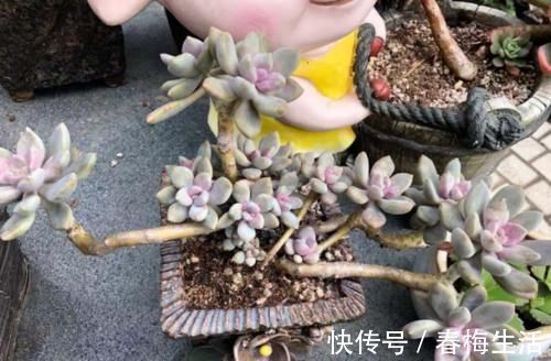 老桩|多肉冬美人特好养,掰一枝插小盆里胖乎乎很可爱,插大盆里则能轻松爆盆