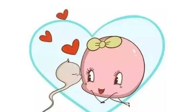 体液|进入女性体内后，未能和卵子成功结合的精子去哪了看完不准笑