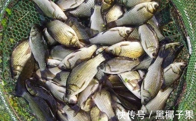 想钓好鲫鱼这些你首先要知道