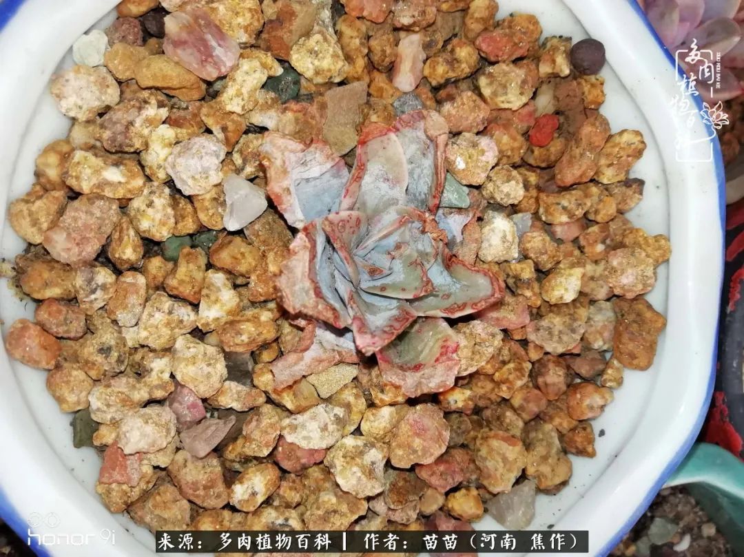 迷上多肉后,有一种喜欢叫一日看三回!