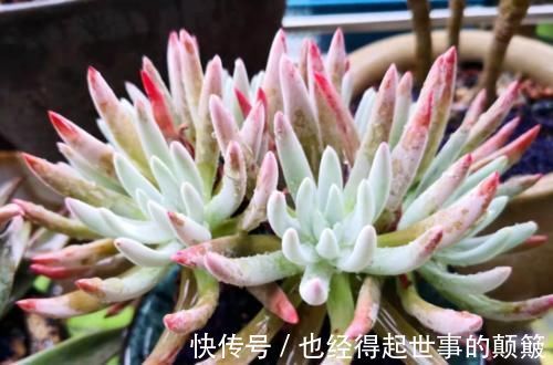 泥炭土|爱杜丽丝是仙女杯属的经典多肉,不但好养且养成老桩后充满沧桑感