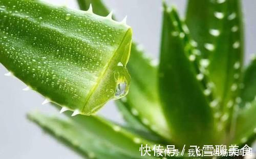 蘆薈|人到中年，要學會吃三種食物，排毒潤膚，延緩衰老，增強皮膚彈性