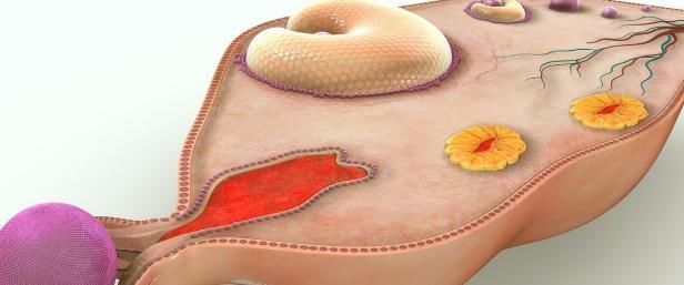 成熟率|月经25天来和35天来，身体是有“小毛病”，医生：3点很重要！