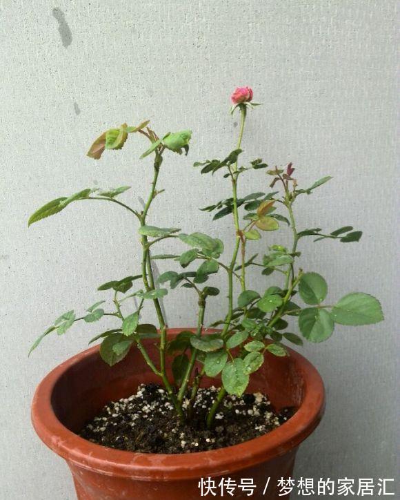 夏天|4种“漂亮花”，秋天怕乱修剪，姿势不对，剪了白费，不开花