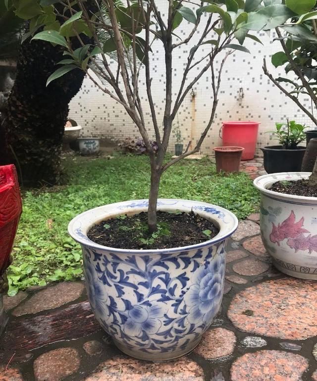 多肉|5种花盆养花,怪不得都死了,全是样子货