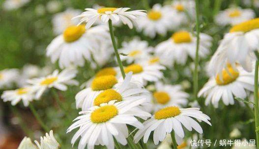 阳台养花,不妨试试此4款植物,花色艳丽灿烂无双,美观大气