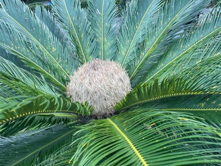 实铁树|眼见为实铁树开花