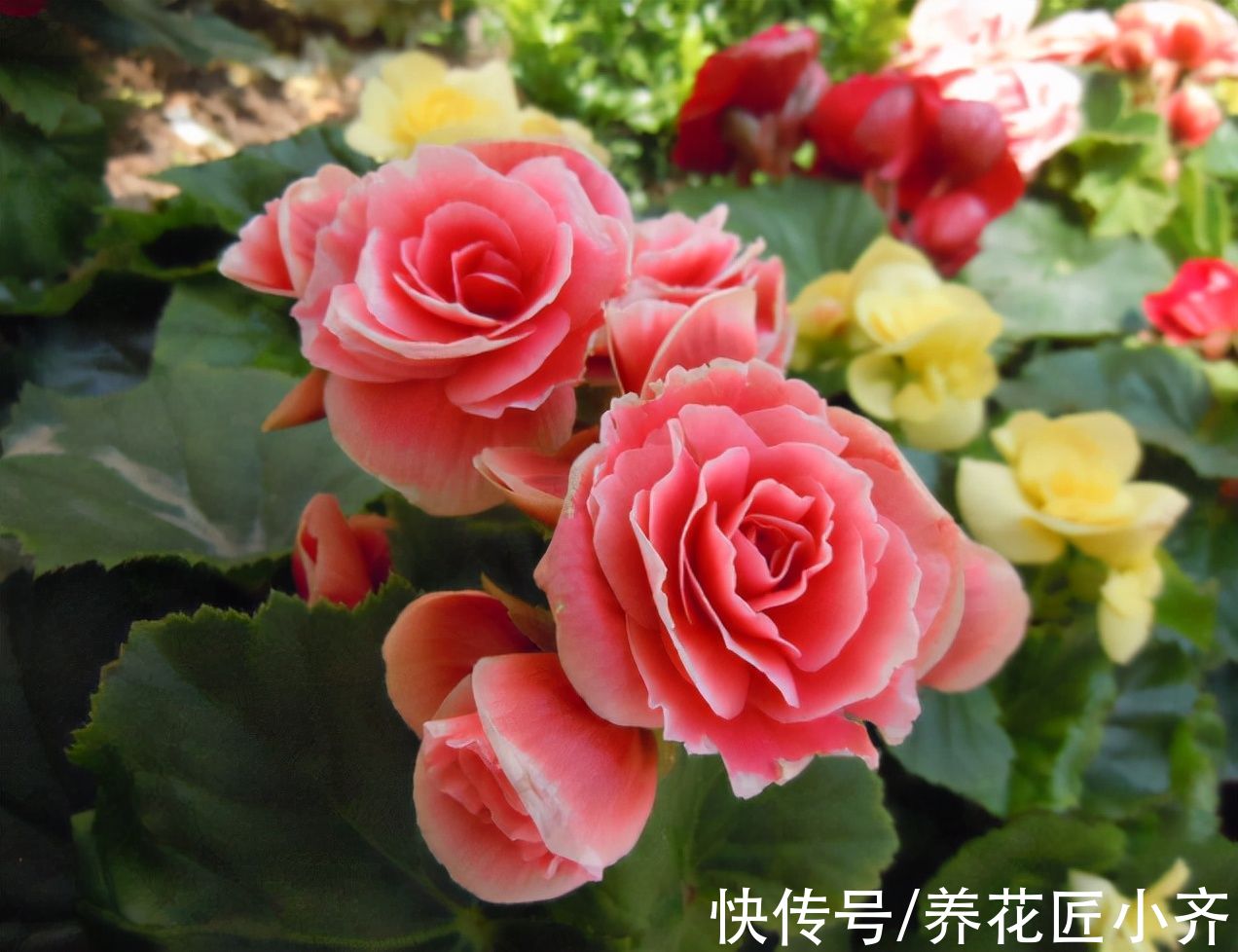 浇水|丽格海棠价格便宜又漂亮，养它记住“4不能”，持续开花到夏季