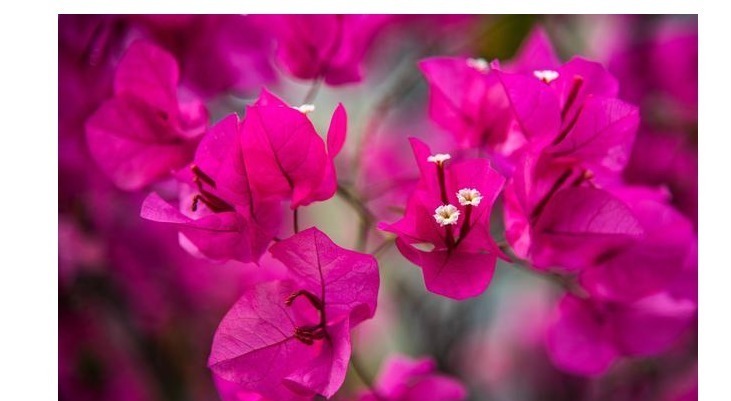 养花当然希望一直开花,以下这些花是可以全年开花的呢。