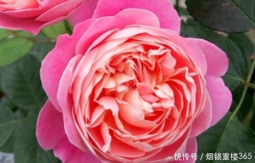 宠爱|喜欢牡丹,不妨养盆“珍奇玫瑰”宠爱小姐,花身金黄,难得一见!