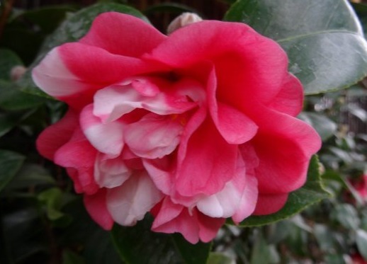 夏天不知道养什么花,这些花朵花大色艳,夏天好养活,花香还浓