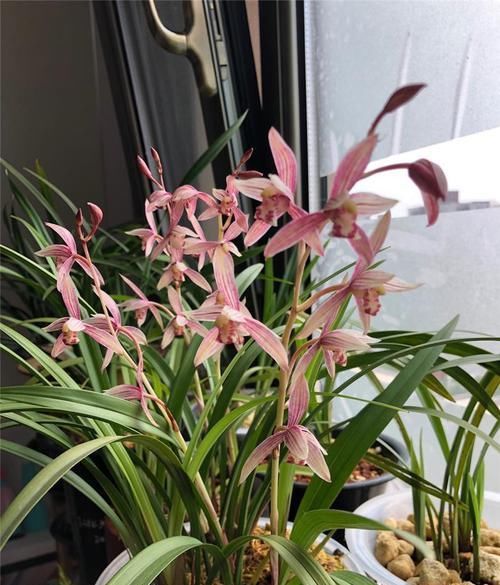  选育|一次偶然机会选育的兰花，花色鲜艳，香味扑鼻，却成就了一代经典