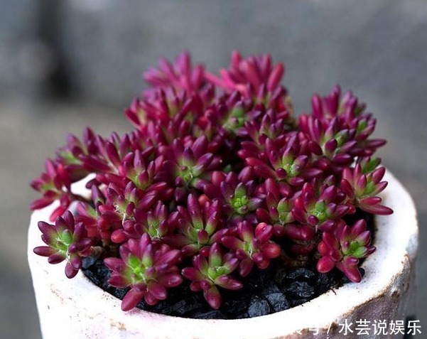紫色|紫色好养活的多肉，外形漂亮迷人，掌握这些方法爆盆很常见