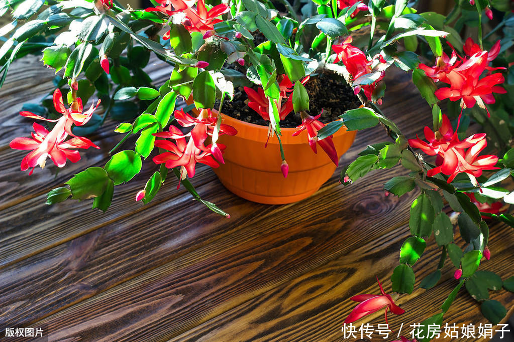 仙客来|到了夏天,7种花浇水越多挂的越快,如何安全度过4个月的休眠期