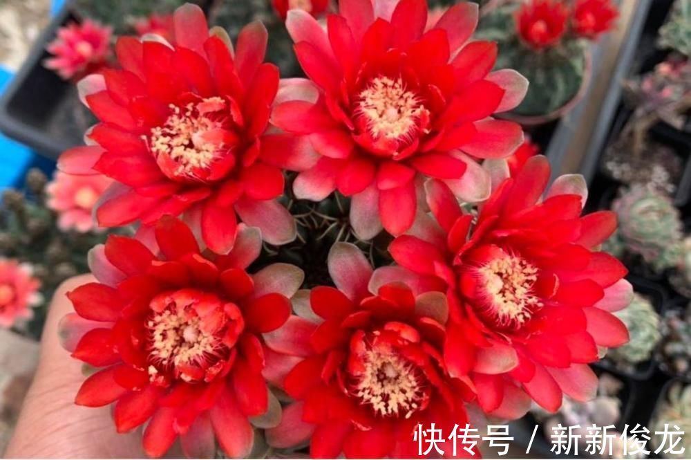 这款仙人球不一般,不甘落寞最喜欢开花,用了土壤就窜花苞