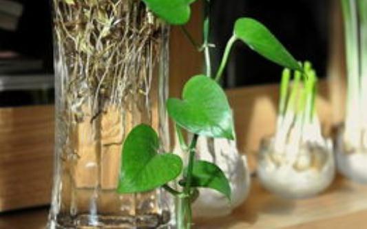 推荐几个水培观叶植物,种一个就够了