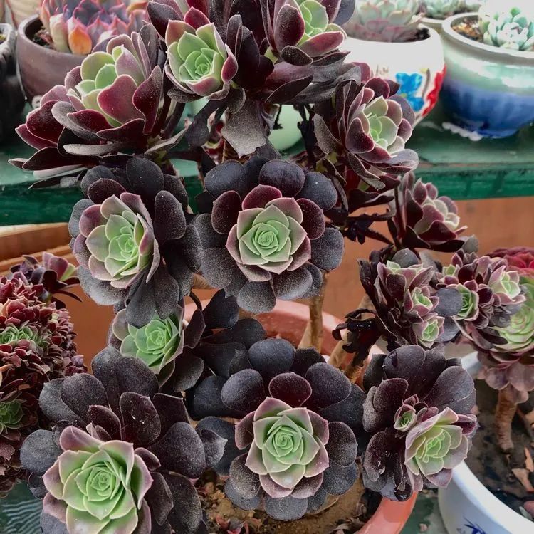 多肉小白三年励志对比养自己的花,爱自己的宇宙!