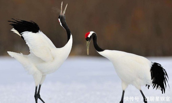 奇毒|古代的“天下第一奇毒”鹤顶红,究竟是什么?现代名字看了想笑