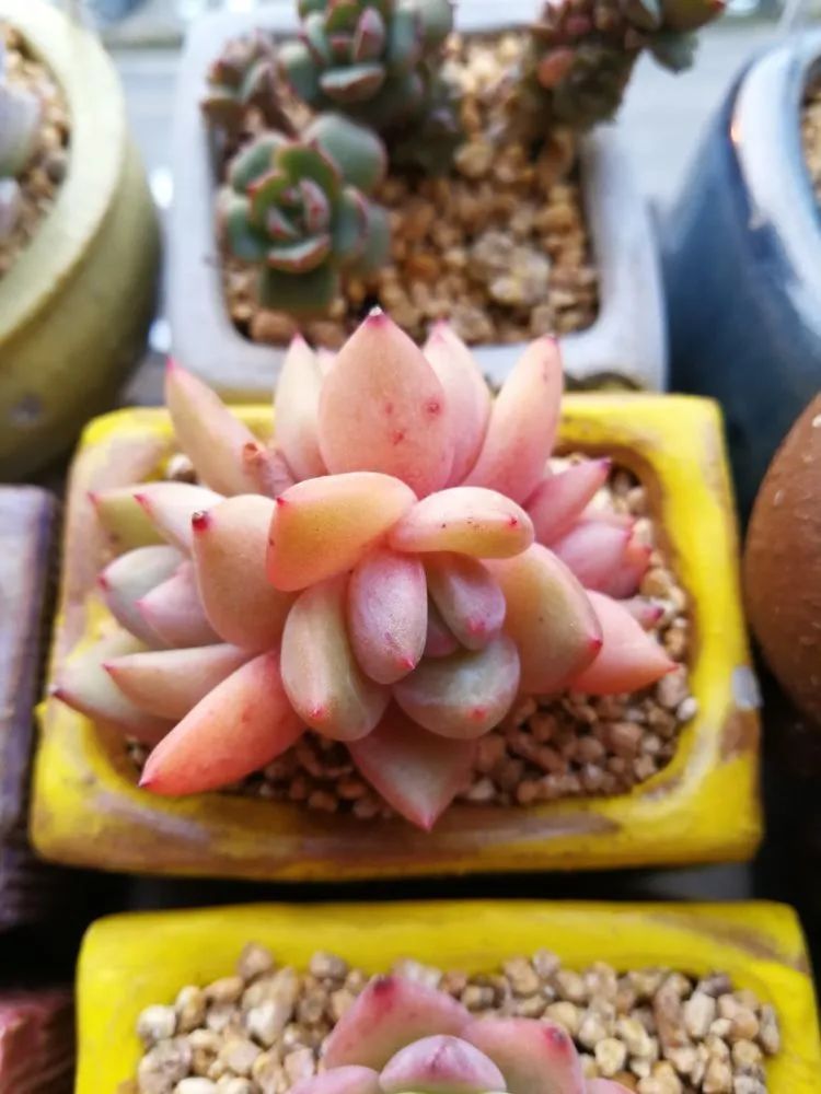 养多肉两年,200多盆养死的不到10盆,记录点点滴滴!