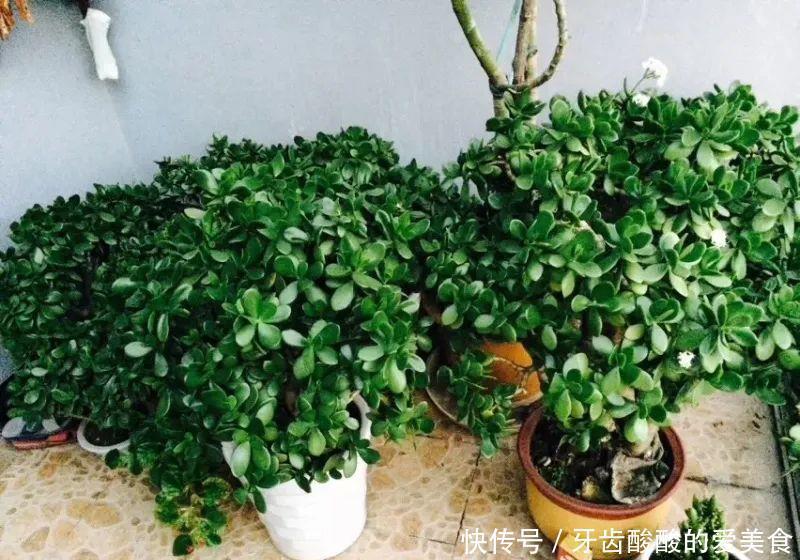 养花达人:38年前,掏家底儿买的2盆花,1盆被偷,1盆传给孙子