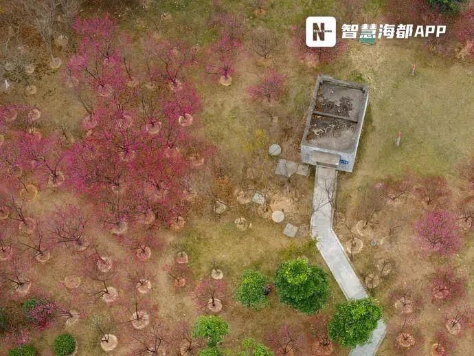 老年|周末好去处！福州这一公园进入盛花期......