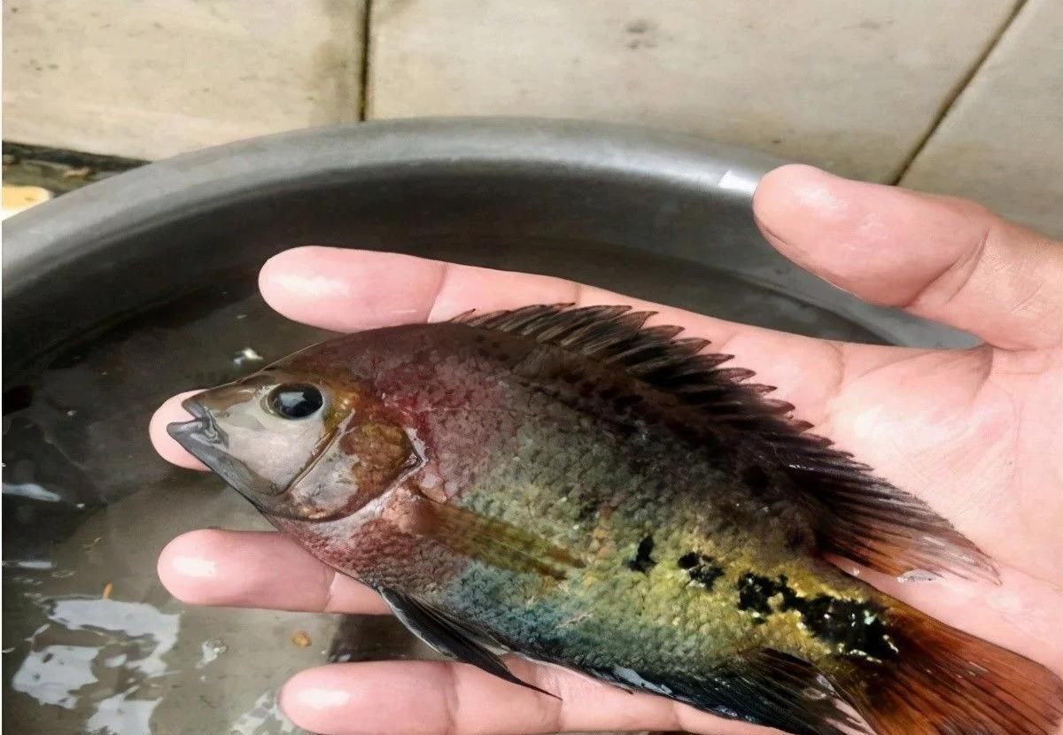 小伙钓鱼，鱼钩一沉以为是个大家伙，拉起钩来却从来没见过