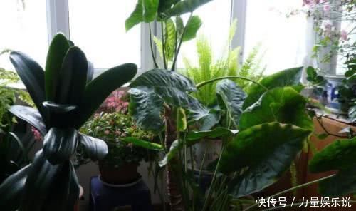 花友会|养的花干巴巴用这种废水浇盆里,土壤疏松如“蛋糕”